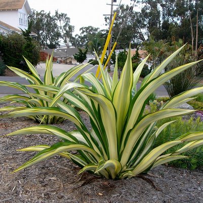 Image of Mauritius Hemp Plant