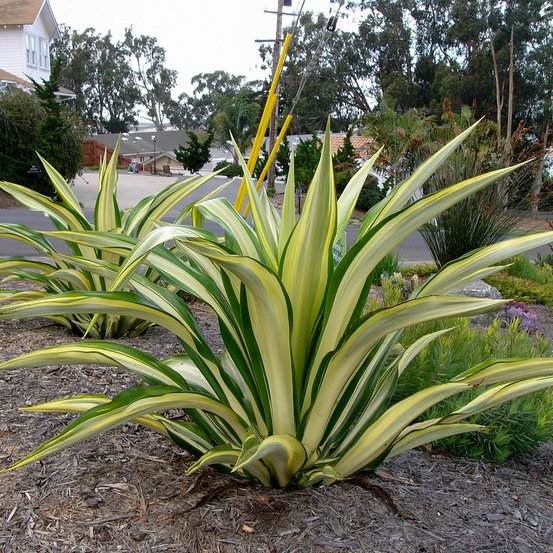Image of Mauritius Hemp Plant