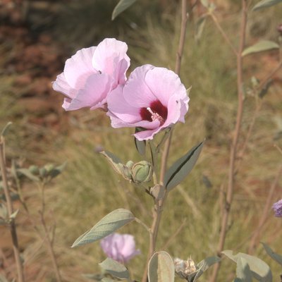 Image of Native Cotton