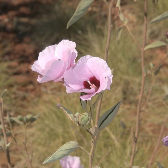Image of Native Cotton