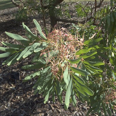 Image of Clothes-peg Tree