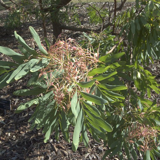 Image of Clothes-peg Tree