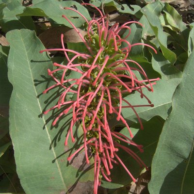 Image of Grevillea goodii