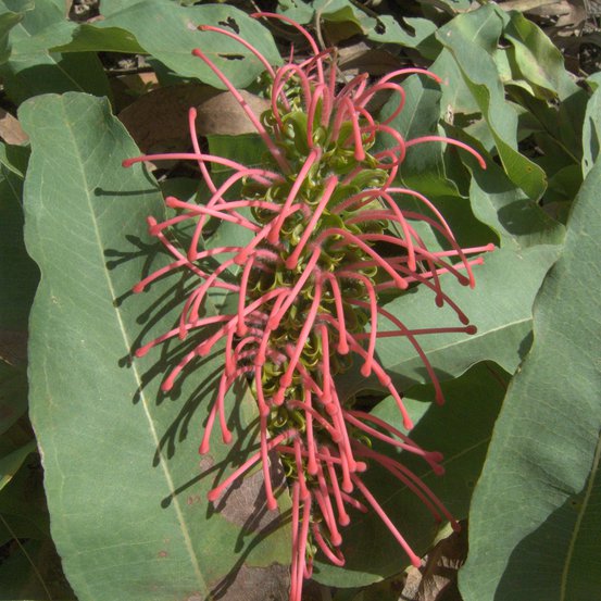 Image of Grevillea goodii