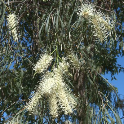 Image of Silver Grevillea