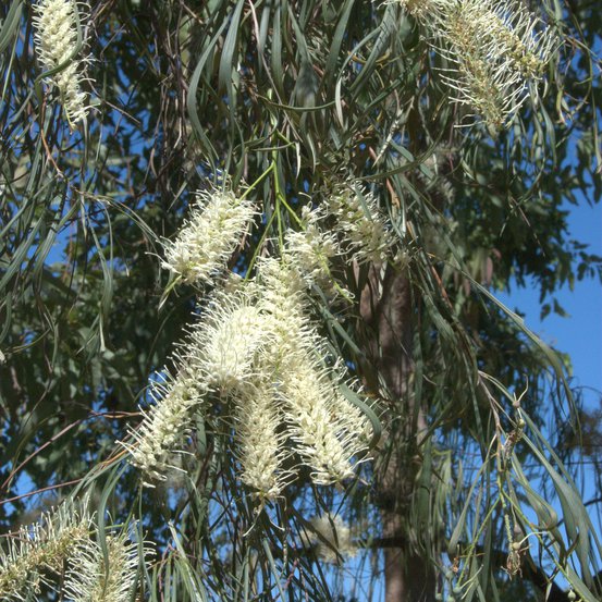 Image of Silver Grevillea