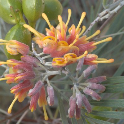 Image of Silver-leaf Grevillea