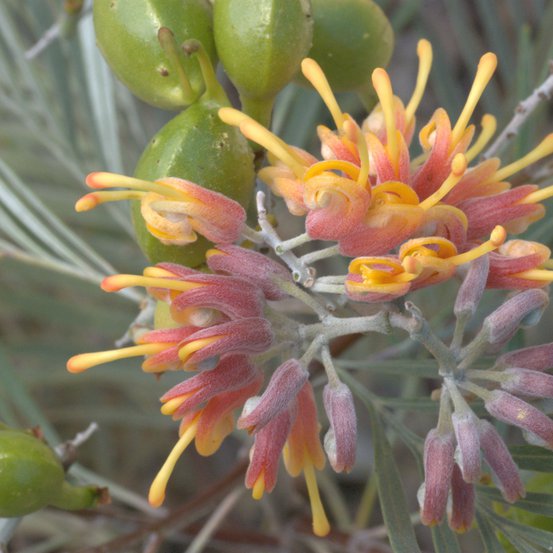 Image of Silver-leaf Grevillea