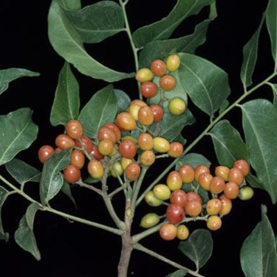 Image of Scaly Ash 