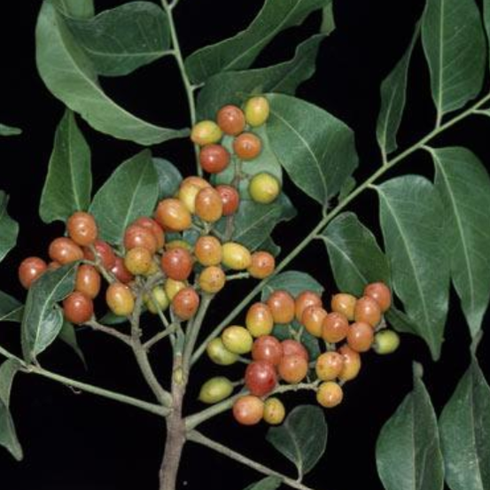 Image of Scaly Ash 