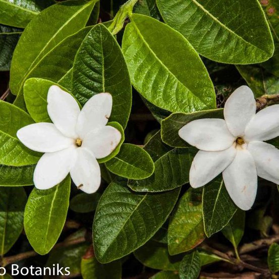 Image of Hann Gardenia