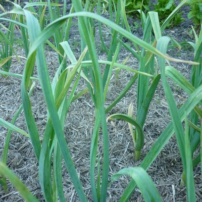 Image of Garlic