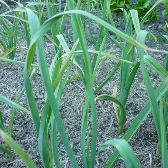 Image of Garlic