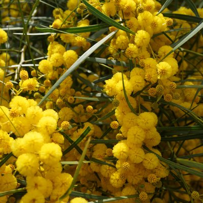 Image of Gawler Range wattle
