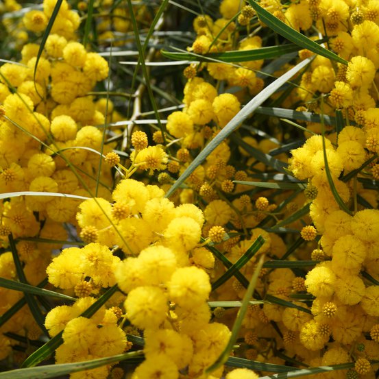Image of Gawler Range wattle