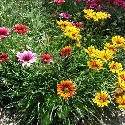 Image of Pixie Dwarf or Gazanias