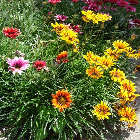 Image of Pixie Dwarf or Gazanias