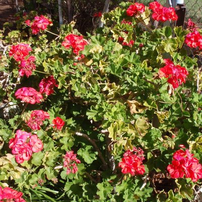 Image of Geranium