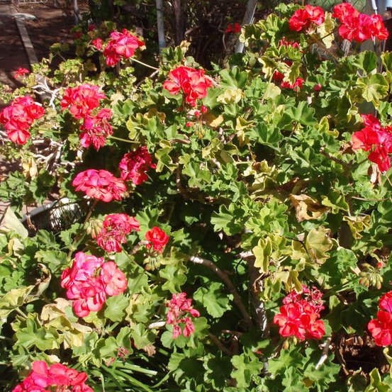 Image of Geranium