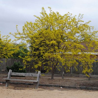 Image of Golden Honey Locust