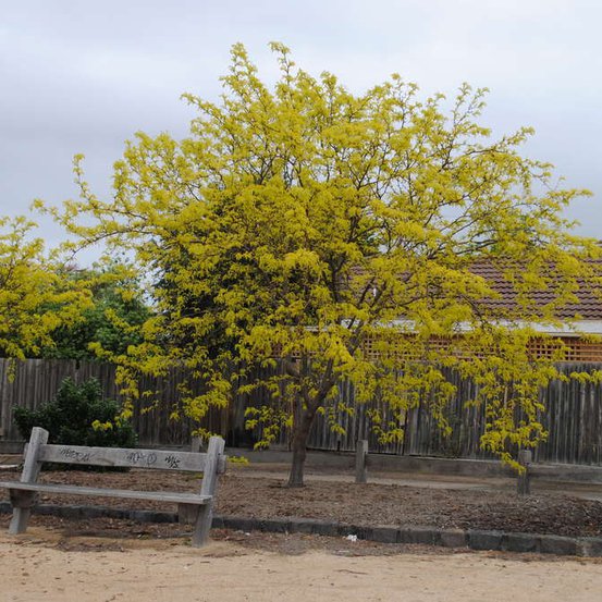 Image of Golden Honey Locust