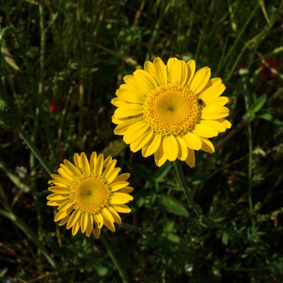 Image of Golden Marguerite