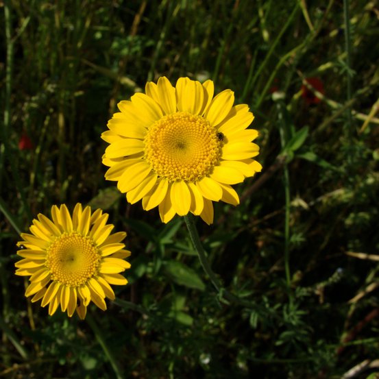 Image of Golden Marguerite