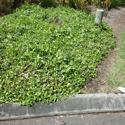 Image of Hop Goodenia