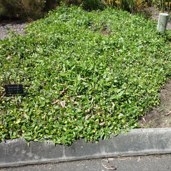 Image of Hop Goodenia