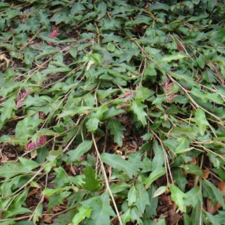 Image of Grevillea (Bedspread)