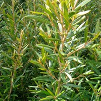 Image of  Grevillea ‘Border Red’ 