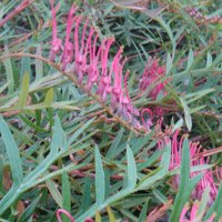 Image of Grevillea (Bronze Rambler)