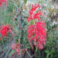 Image of Grevillea ‘Lady O’ 