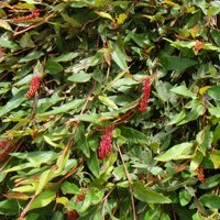 Image of Grevillea (Poorinda Royal Mantle) 