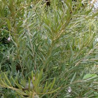 Image of Grevillea (arenaria) 