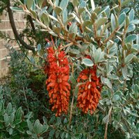 Image of Grevillea (diminuta)