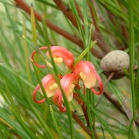 Image of Grevillea (johnsonii)