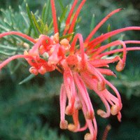 Image of Grevillea (juniperina) 