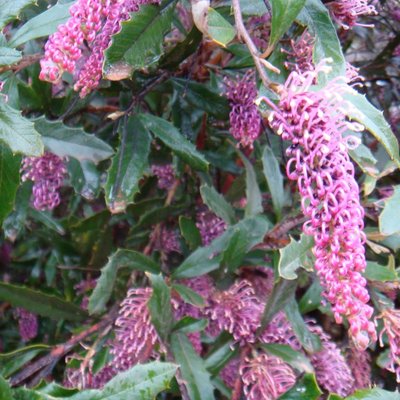Image of Grevillea (Tumut) 
