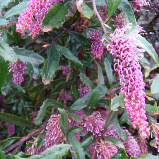Image of Grevillea (Tumut) 