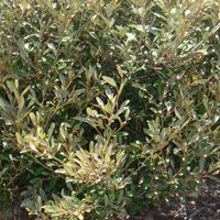 Image of Grevillea (victoriae) 