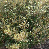 Image of Grevillea (victoriae) 