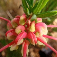 Image of Grevillea (Wee Jasper) 