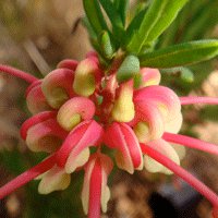Image of Grevillea (Wee Jasper) 