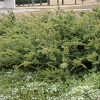 Image of Grevillea (Woolly) 