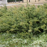 Image of Grevillea (Woolly) 