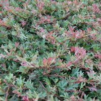 Image of Grevillea (x gaudichaudii) 