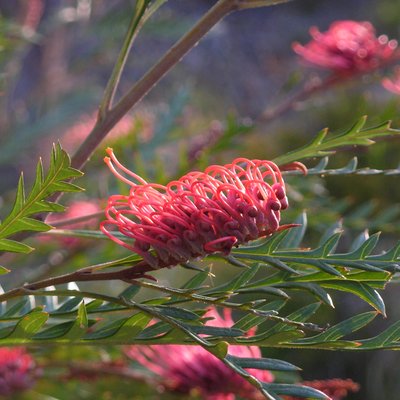Image of Grevillea 'Ivanhoe'