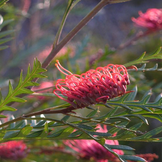 Image of Grevillea 'Ivanhoe'