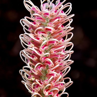 Image of Grevillea 'Pink Surprise'
